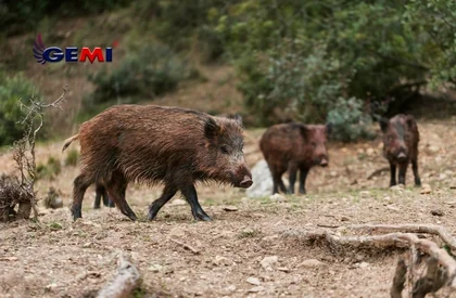 Cerca Elétrica: Os javalis estão destruindo suas terras? Resolva agora o problema com a Cerca Elétrica Gemi!