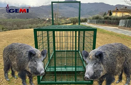 Armadilhas para javalis? Existe uma solução melhor...