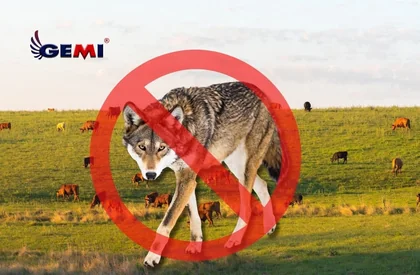 Cerca elétrica para lobos: como proteger seu gado de ataques.