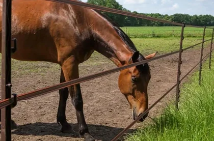 Cerca elétrica para cavalos
