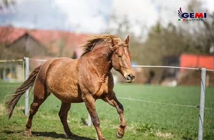 Cercas Elétricas para Cavalos: A solução mais econômica, dinâmica e eficiente.