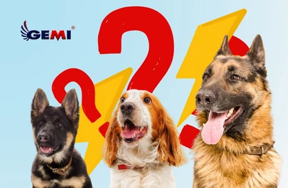 Cercas para cães: como escolher a melhor solução para segurança e liberdade.