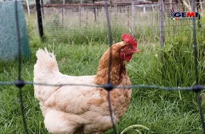 Rede para Aves: O guia para proteger suas galinhas.