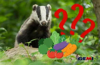 O que comem os texugos? Dieta, hábitos e como proteger as plantações com cercas elétricas Gemi.