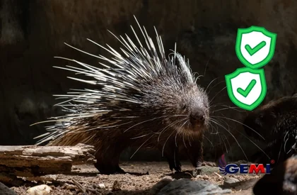 Armadilhas para porcos-espinhos: por que são perigosas e por que uma cerca elétrica é a melhor opção.
